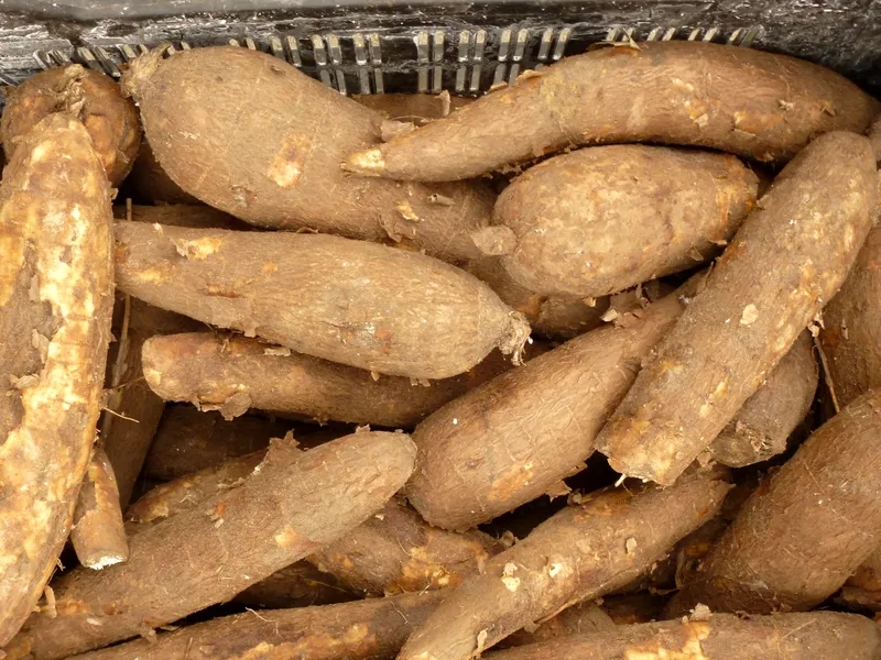 Crate of cassava roots that has just arrived at the Frittas factory