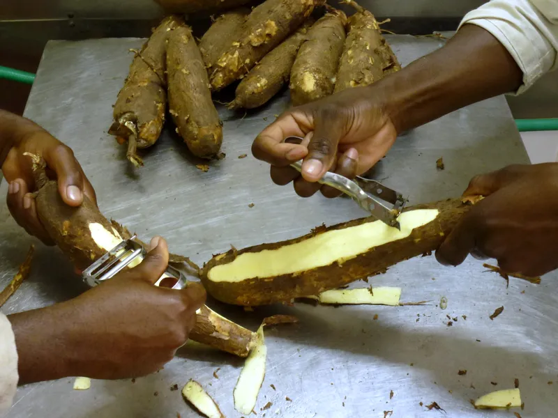 Hands peeling cassava with peelers on a stainless-steel table at the Frittas factory